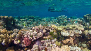 great barrier reef dive seasons and weather