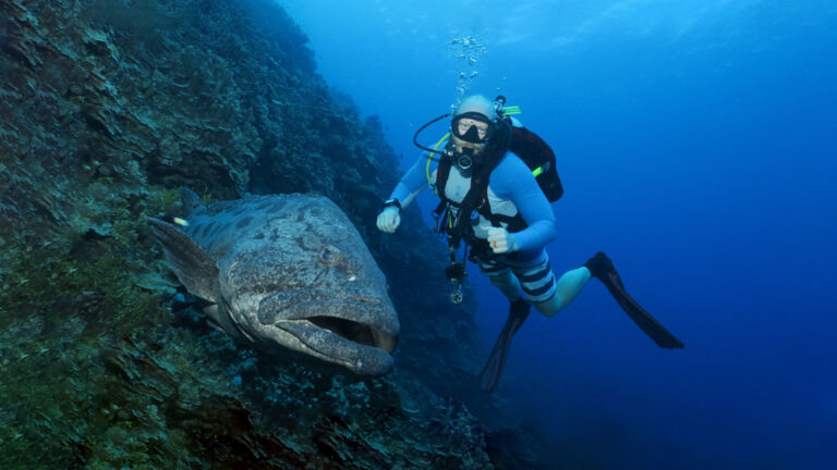 diver meets a giant cod, liveaboard cairns