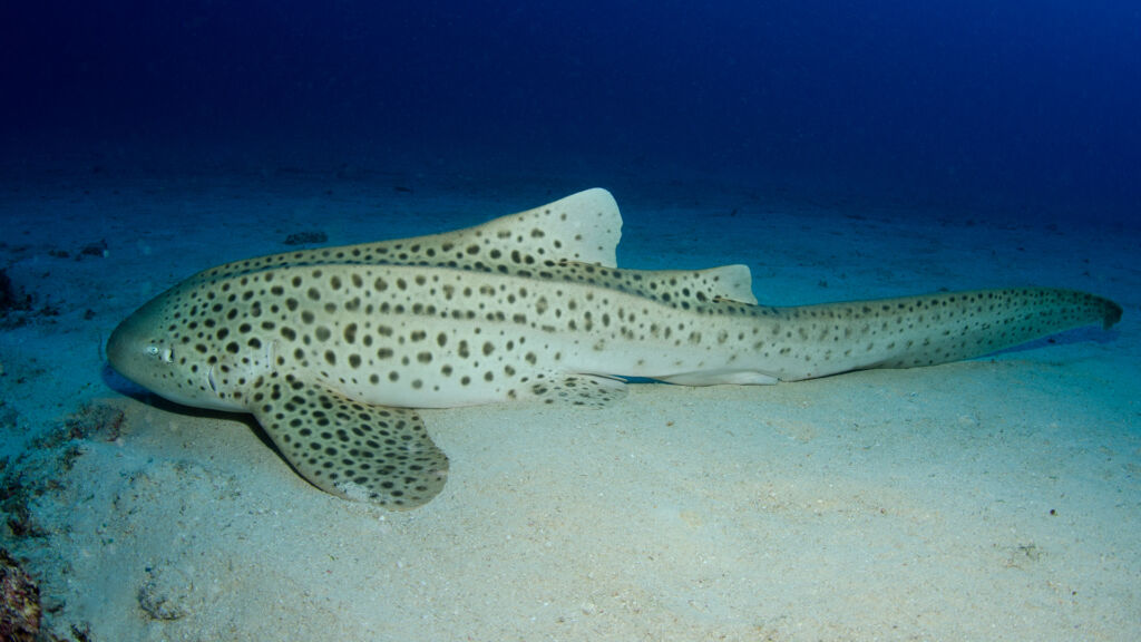 Leopard Shark