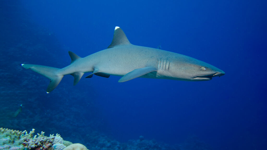 shark diving Australia - whitetip shark