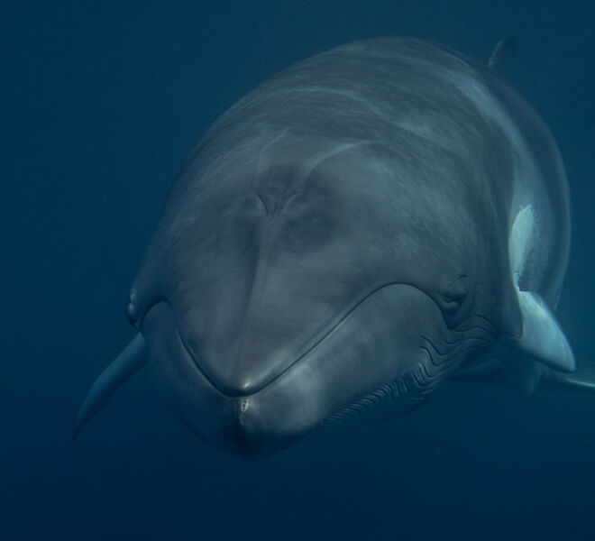 swim-with-Minke-Whales