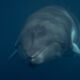 swim-with-Minke-Whales