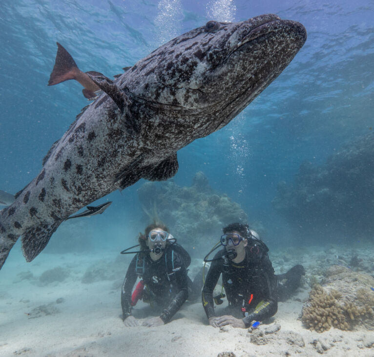 Spirit of Freedom-Diving with Potato Cod