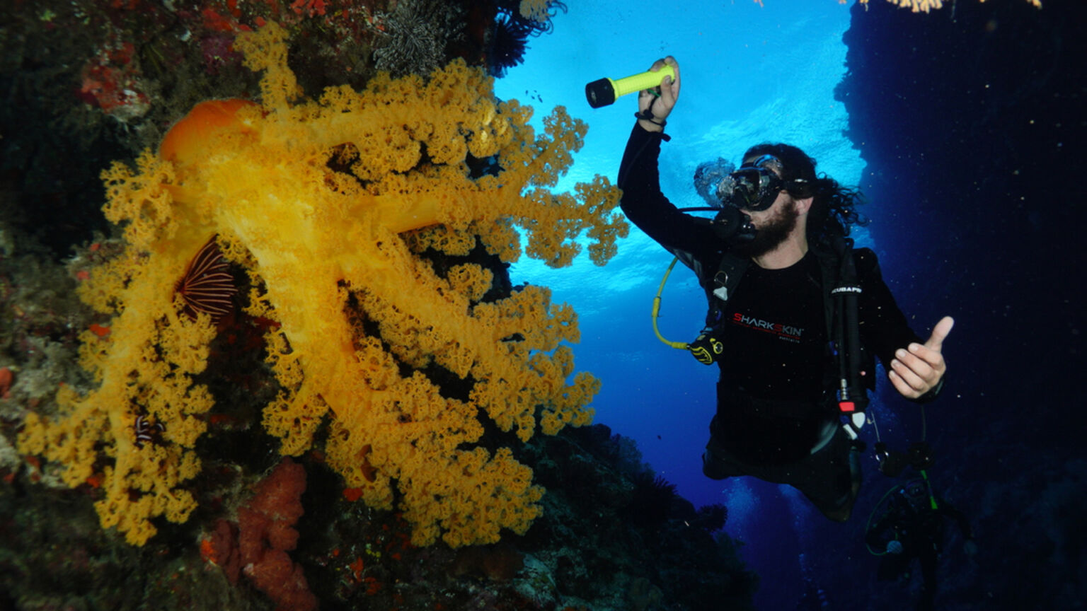 Spirit of Freedom Far North Expedition - Coral Formation