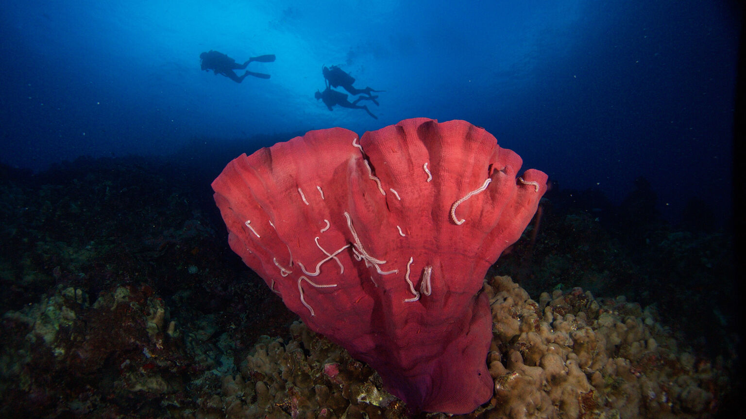 spirit-of-freedom-coral-and-divers