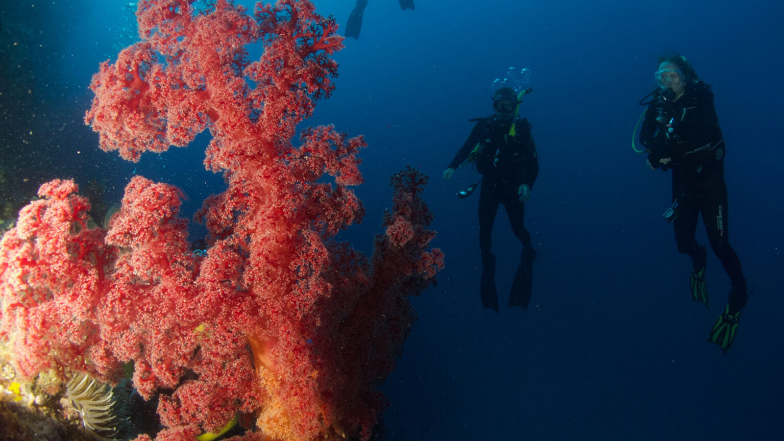 spirit-of-freedom-coral-and-divers