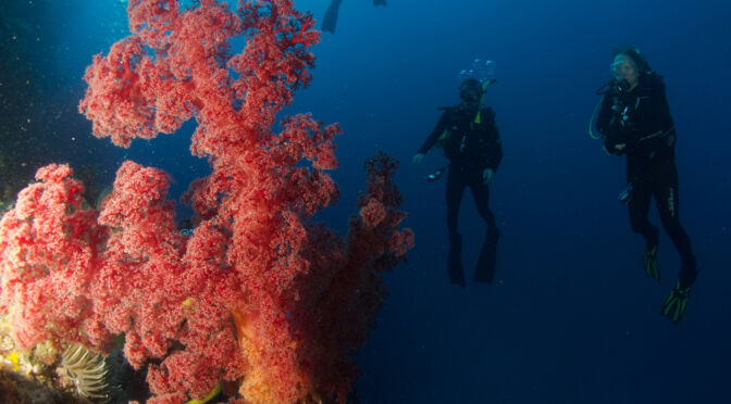 spirit-of-freedom-coral-and-divers