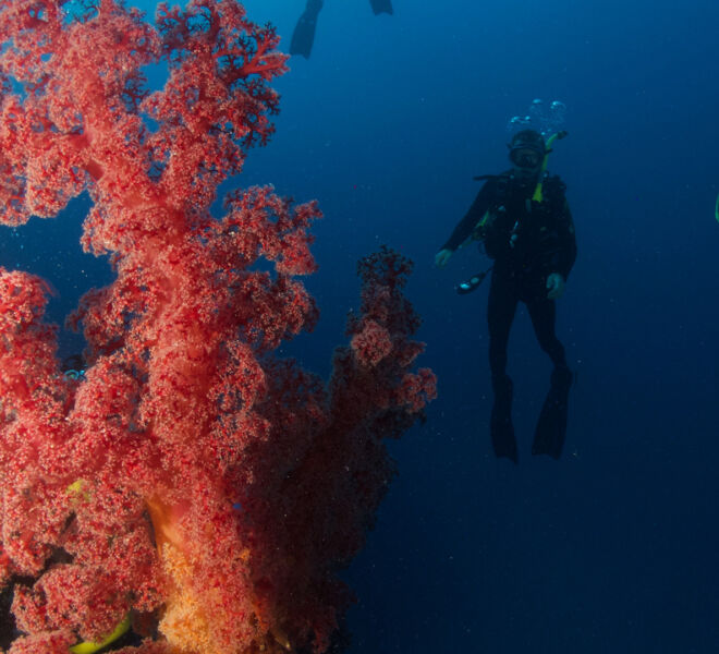 spirit-of-freedom-coral-and-divers