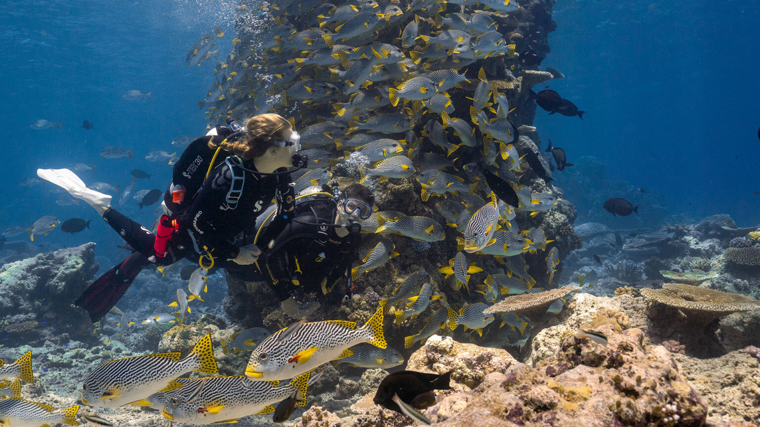 spirit-of-freedom-sweetlips-and-divers