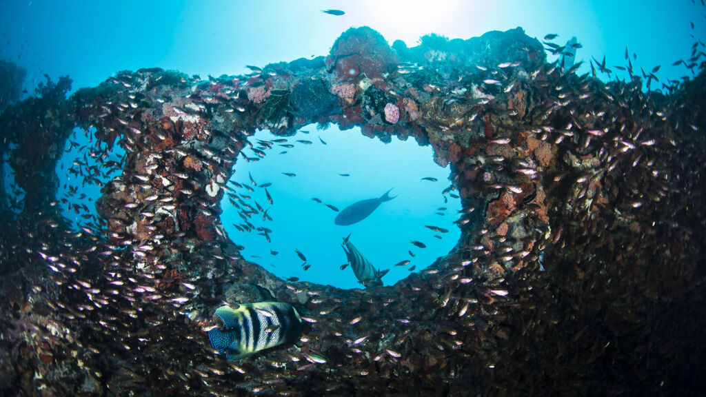 The best Great Barrier Reef and Coral Sea trip