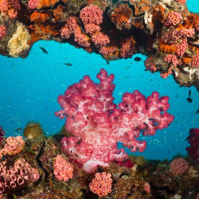 GBR - Marine Life