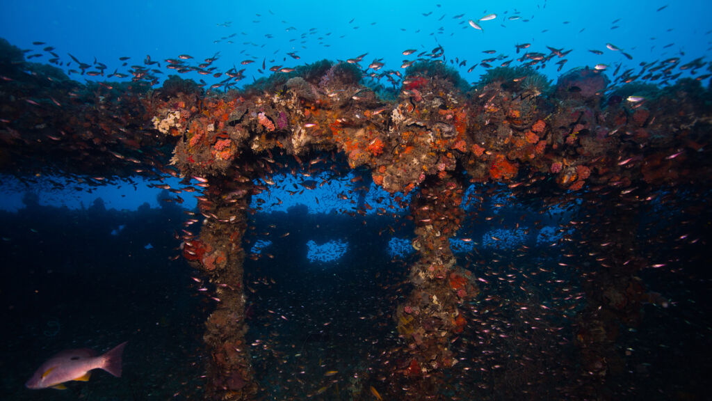 GBR - Marine Life