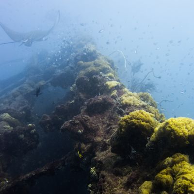 GBR - Marine Life